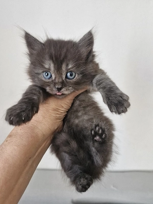 Zauberhafter Britisch Langhaar Kater Kitten Bild 3