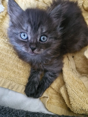Zauberhafter Britisch Langhaar Kater Kitten Bild 5