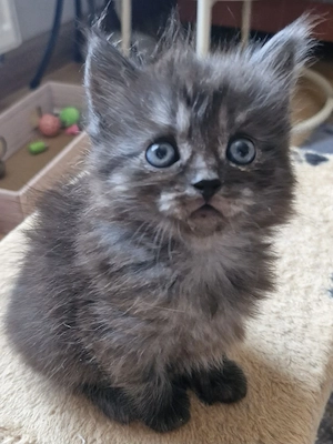 Zauberhafter Britisch Langhaar Kater Kitten