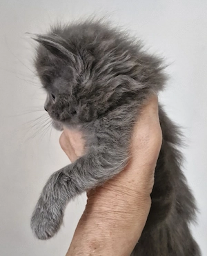Zauberhafter Britisch Langhaar Kater Kitten Bild 2