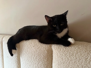 wunderschöne Bkh Ekh Kater 