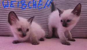 Wunderschöne Siam Kitten in Seal Point suchen ein liebevolles Zuhause