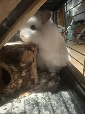  Weibchen Chinchilla Angora 100% RPA