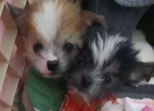 Mischling Welpen Spitz