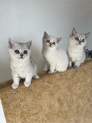 Reinrassige BKH Kitten mit blauen Augen