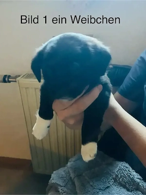 Border Collie Jack Russell mix welpen