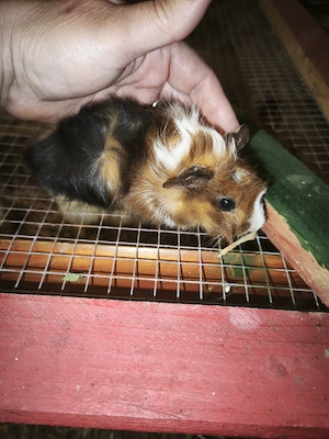 Junge Meerschweinchen