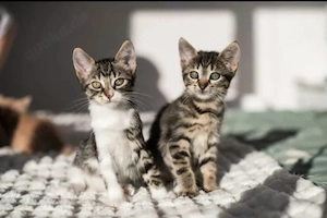 Alya & Elio - Verspielte Katzen suchen spannende Familie