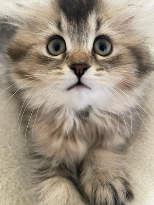 Liebevoll aufgewachsene Kitten suchen ein schönes Zuhause