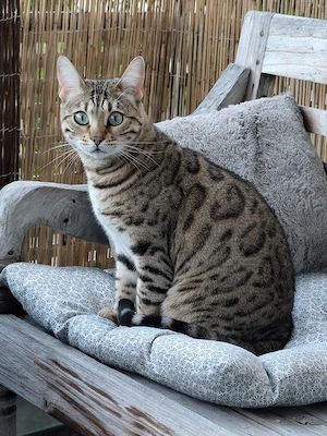   Bengal Katze abzugeben  