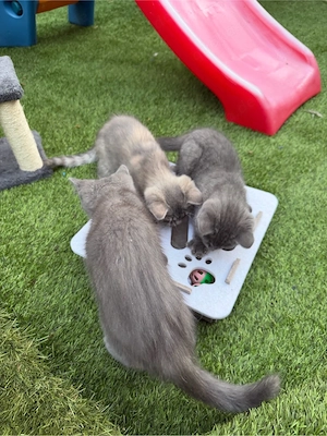 BKH Kitten suchen gemeinsam mit ihrer Mutter ein neues Zuhause   