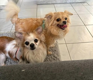 2 liebe Chihuahua Rüden suchen