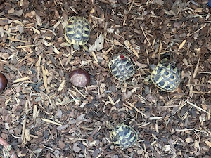 Griechische Landschildkröten Nachzucht aus 2025 - Schildkröten 