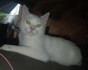 2 Kitten suchen ein liebevolles Zuhause