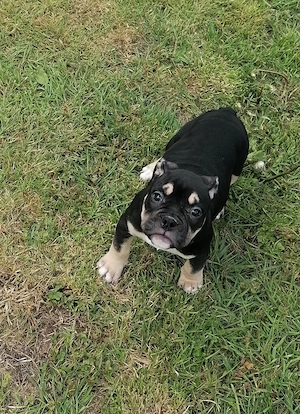 Old english Bulldog