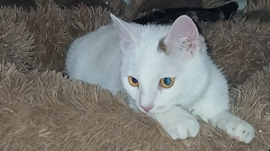 Junger Kater kastriert sucht ein schönes zu Hause