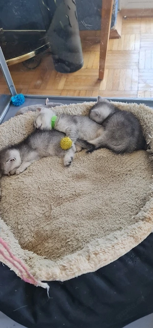 Süße BKH Kitten 