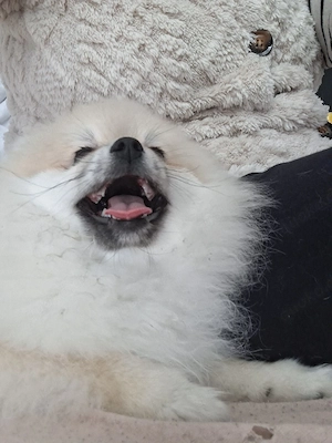 Zwergspitz Pomeranian 