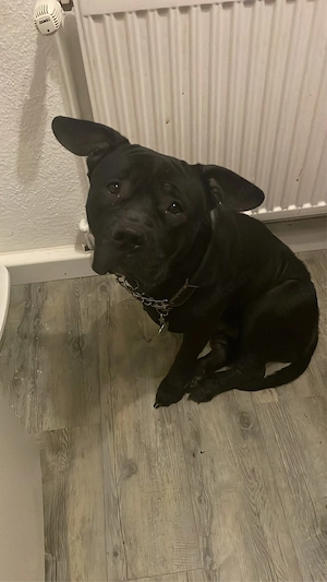 Hunde Dame Abzugeben