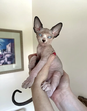 Sphynx-Kätzchen (männlich & weiblich)