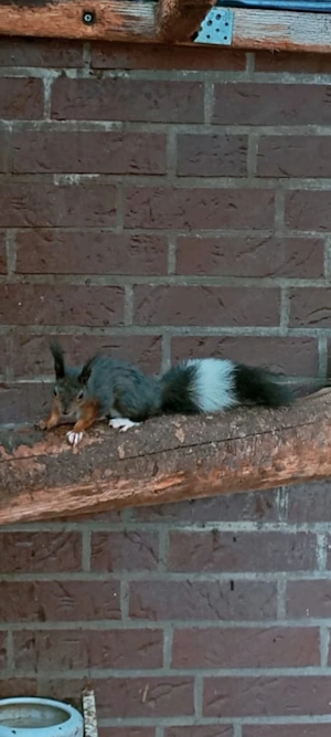  Suche 1-2 jähriges Eichhörnchen Weibchen 