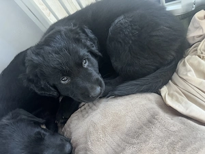 Welpe borderCollie mischling