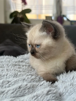 BKH Kitten *Abgabebereit* Bild 4