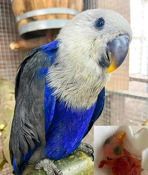 Graupapagei zur Adoption als Haustier