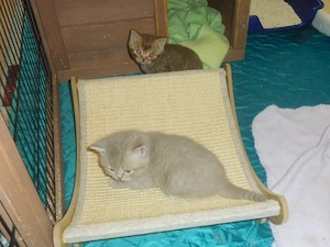 Britisch Kurzhaar Kitten mit STB Bild 3