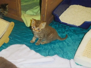 Britisch Kurzhaar Kitten mit STB