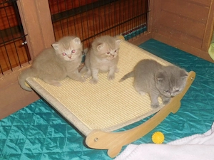 Britisch Kurzhaar Kitten mit STB Bild 2