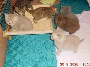 Britisch Kurzhaar Kitten mit STB Bild 4