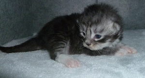 Kitten der Rasse Maine Coon