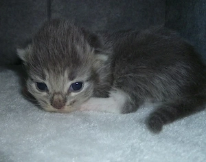 Kitten der Rasse Maine Coon