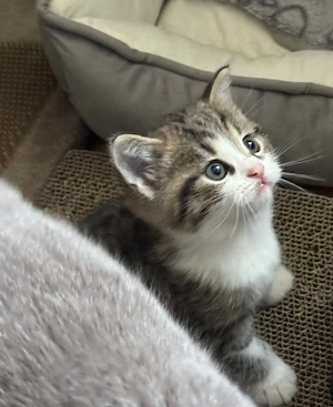 Katzenbaby Dame sucht ein Zuhause