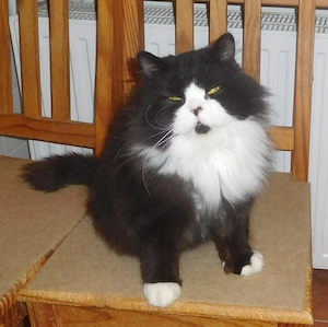 Britisch Langhaar Kater mit STB