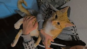 männlich Katze 