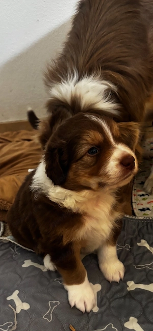 Miniatur Australian Shepherd Welpen Bild 5