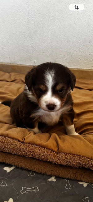 Miniatur Australian Shepherd Welpen Bild 6