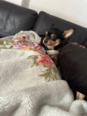 Chihuahua-Pinscher Rüde 1,6 Jahre alt Bild 3