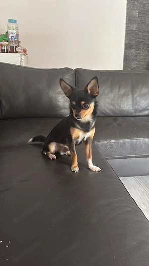 Chihuahua-Pinscher Rüde 1,6 Jahre alt Bild 2