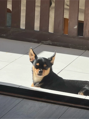 Chihuahua-Pinscher Rüde 1,6 Jahre alt Bild 4