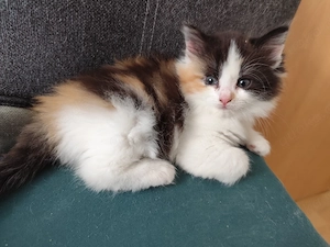 Ragdoll Waldkatzen Kitten 