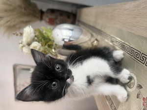BKH Kitten 