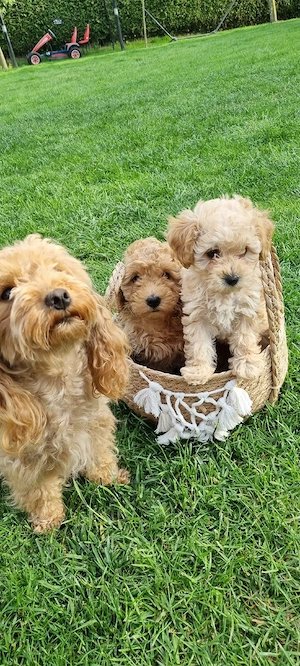 Maltipoo Welpen 