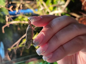  Chamäleon Trioceros ellioti