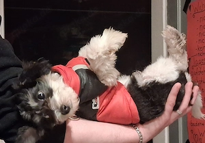 Sheltipoo  (kinderhund)