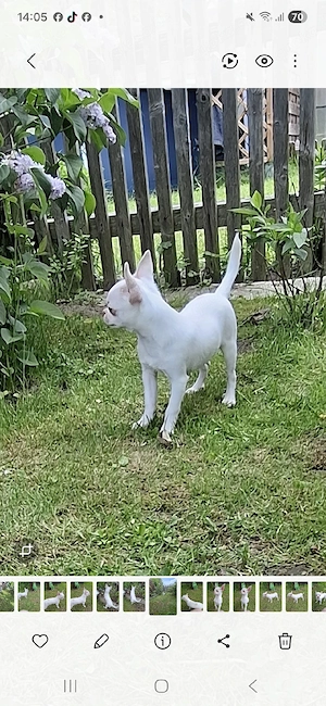 Chihuahua Welpen Rüden  Bild 5