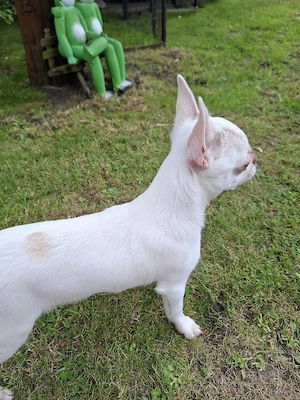 Chihuahua Welpen Rüden  Bild 2