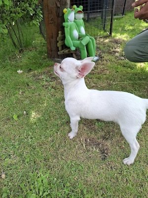 Chihuahua Welpen Rüden  Bild 3